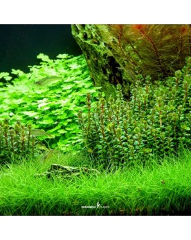 Rotala indica  - Plant It!